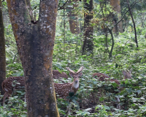 Opportunity To Explore Wildlife