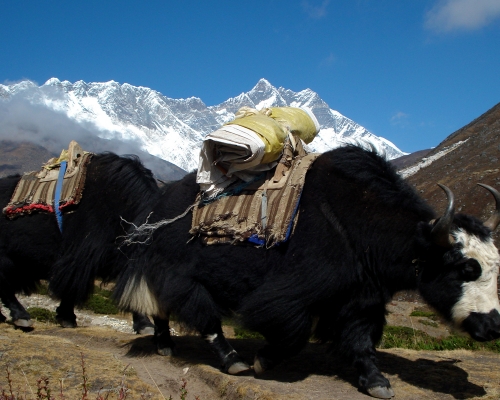 Yak